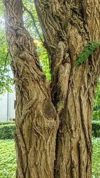 Close-up of a mature tree trunk with deeply furrowed bark and branching str.. Stock Photos