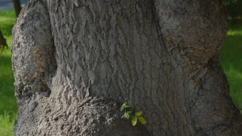 Close-Up Of Mature Tree Trunk With New Green Sprouts Emerging From Textured Bark Stock Footage 343358702
