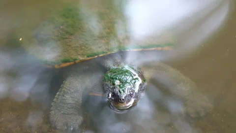 Close-Up of Mature Turtle Shuffling in Shallow Water Stock Footage 314943556