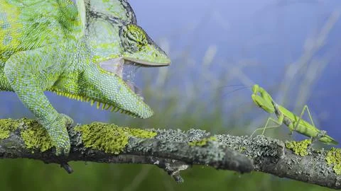 Close up of mature Veiled chameleon Chamaeleo calyptratus stands with open Stock Photos