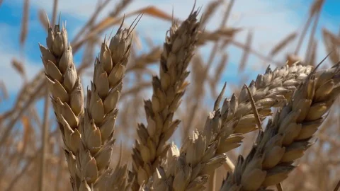 Close-up of Mature wheat ears Stock Footage 114634619