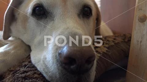Close up of mature yellow labrador Stock Photos