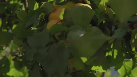Close-up, Maturing Apricots Grow on Tree Branches in Sunset Rays Stock Footage 151603768