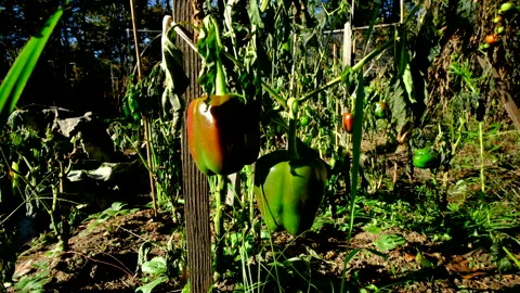 Close up of maturing-green-unripe bell peppers hanging from withering plants Stock Footage 327106316