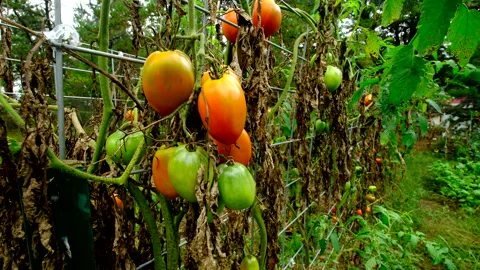 Close up of maturing plum tomatoes hanging from withering vines Video stock 331829620