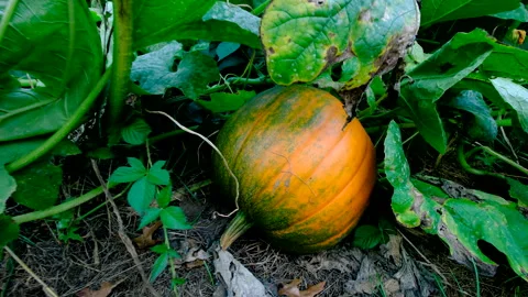 Close up of maturing pumpkin - revealing whole plant begin to wither Video stock 331836060