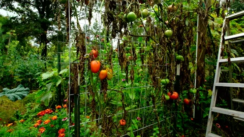 Close up of maturing Roma tomatoes - revealing withering plants and more fruits Video stock 331830008