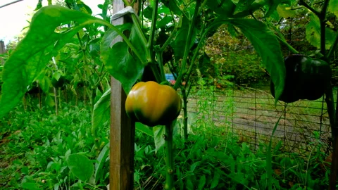 Close up of maturing yellow bell pepper hanging from plant tangled to wood pole Video stock 331833972