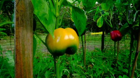 Close up of maturing yellow bell pepper - revealing more varieties of plants Video stock 331834048