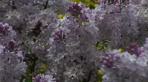 Close up mauve buddleia-03 Video stock 37572894