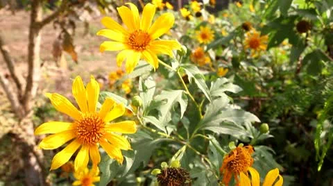 Close up of Maxican Sunflower 库存影片 10736749