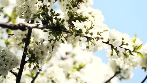 Close up, May, cherry blossoms, bees fly on flowers 4k Stock Footage 131039675