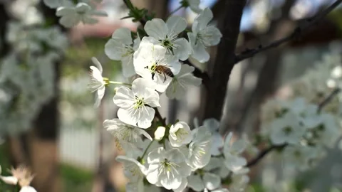 Close up, May, cherry blossoms, bees fly on flowers 4k Stock Footage 131039822