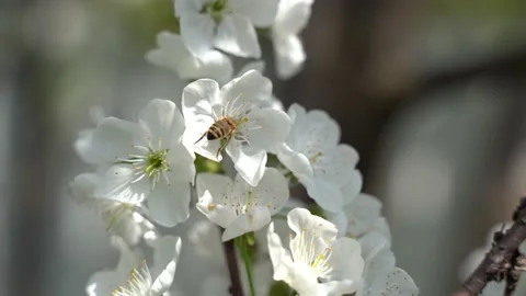 Close up, May, cherry blossoms, bees fly on flowers 4k Stock Footage 131039906