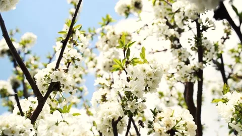 Close up, May, cherry blossoms, bees fly on flowers 4k Stock Footage 131039939