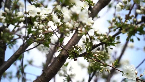 Close up, May, cherry blossoms, bees fly on flowers 4k Stock Footage 131040025