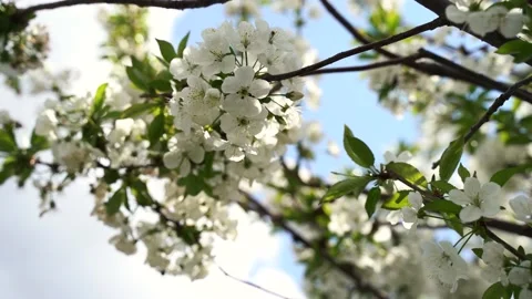 Close up, May, cherry blossoms, bees fly on flowers 4k Stock Footage 131040096