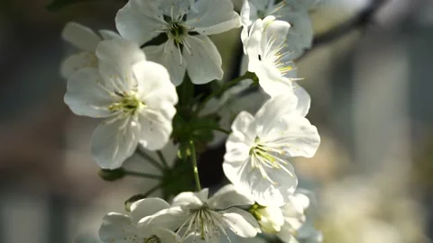 Close up, May, cherry blossoms, bees fly on flowers 4k Stock Footage 131040164