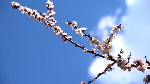 Close up, May, cherry blossoms, bees fly on flowers 4k Stock Footage 131040214