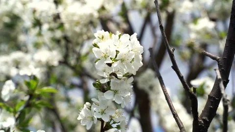 Close up, May, cherry blossoms, bees fly on flowers 4k Stock Footage 131040418