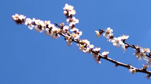 Close up, May, cherry blossoms, bees fly on flowers 4k Stock Footage 131040507