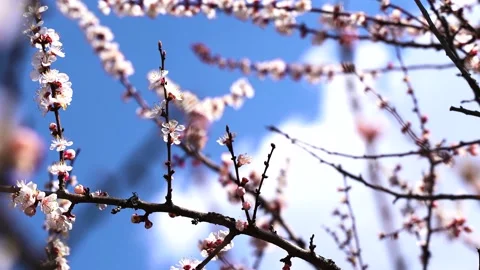 Close up, May, cherry blossoms, bees fly on flowers 4k Stock Footage 131040565
