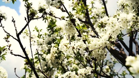 Close up, May, cherry blossoms, bees fly on flowers 4k Video stock 131040631