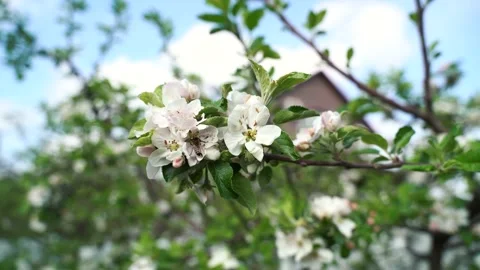 Close up, May, cherry blossoms, bees fly on flowers 4k Stock Footage 131040794