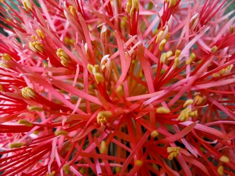 Close up of may flower with selective focus and background blur. Stock Photos