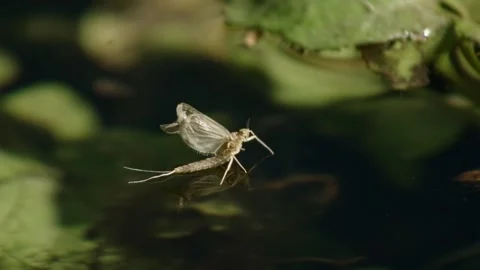 Close up of mayfly resting on water Stock Footage 315652127