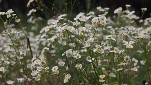 Close-up on a meadow of annual fleabane Video stock 77688781
