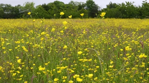 Close up of meadow buttercups blowing in the wind Stock Footage 276696357