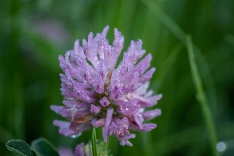Close-up of meadow clover with dewdrops Stock Photos