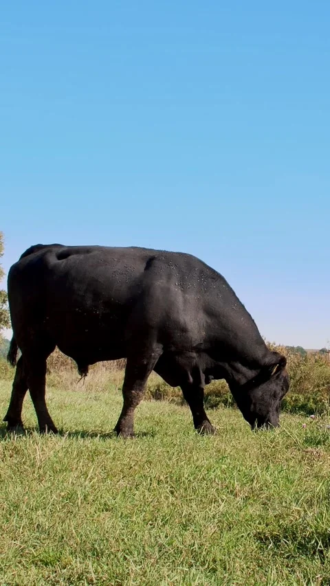 Close up, in meadow, on farm, big black pedigree, breeding bull is grazing. Stock Footage 307485768