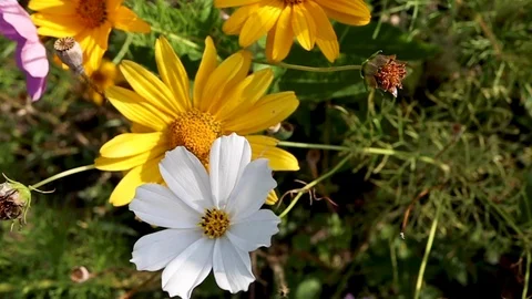 Close-up meadow with flowers. Camera moving through field with colorful wildf Stock Footage 114350769