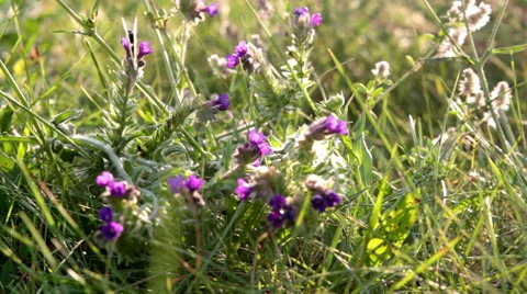 Close up of meadow Stock Footage 40959930