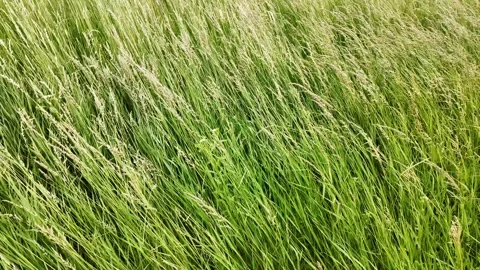 Close-up of meadow grasses gently swaying in the wind. Stock Footage 326201573