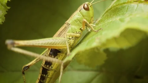 Close-up of meadow grasshopper (Pseudochorthippus parallelus) Stock Footage 339025736