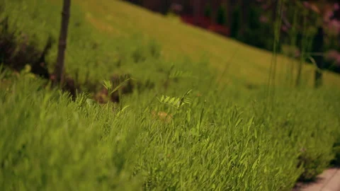 Close up meadow with green leaves Stock Footage 243279972