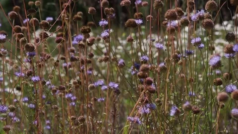 Close-up on a meadow of sheep's bit scabious Video stock 77690891