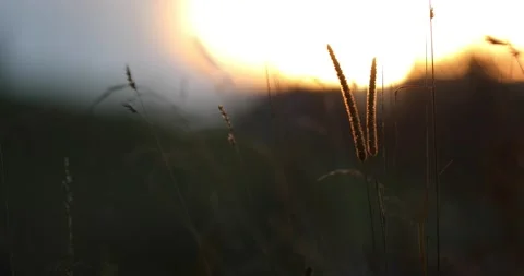 Close up of meadow at sunset 動画素材 231909060