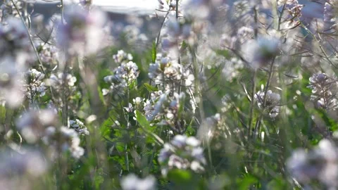 Close-up meadow with white flowers. Stock Footage 260422937