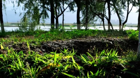 Close-up of meadows, lakes, woods Stock Footage 258087474