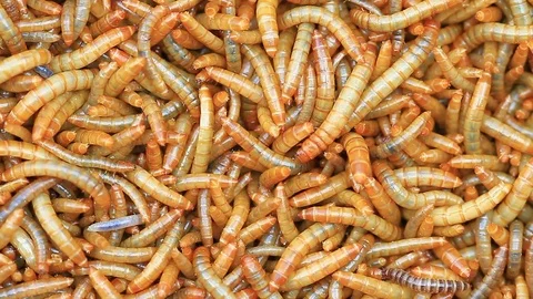 Close up  Meal worms Stock Footage 70729655