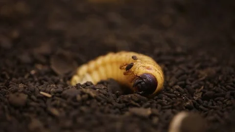 Close up of Mealworm, close up of Caterpillars Stock-Footage 310216053