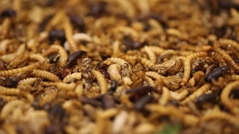 Close up of Mealworm, close up of Caterpillars Video stock 310216058