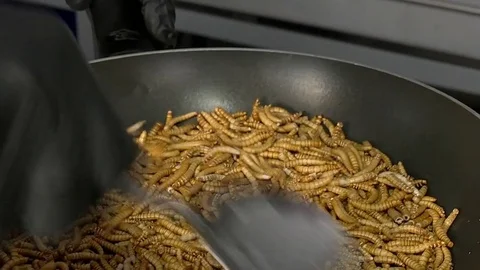 Close up of mealworms fried in pan Stock Footage 83463231