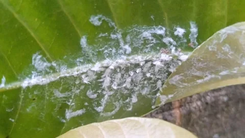 Close up of mealybug infestation on green mango leaf in agriculture farm Stock Footage 340304013