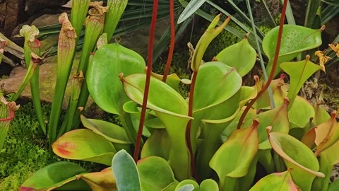 Close up of meat-eating pitcher plants Stock Footage 266069013