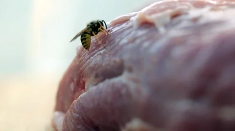 Close-up of meat-eating wasps Stock Footage 69038142